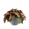 Bild von VP Heuchera P19 Watermelon